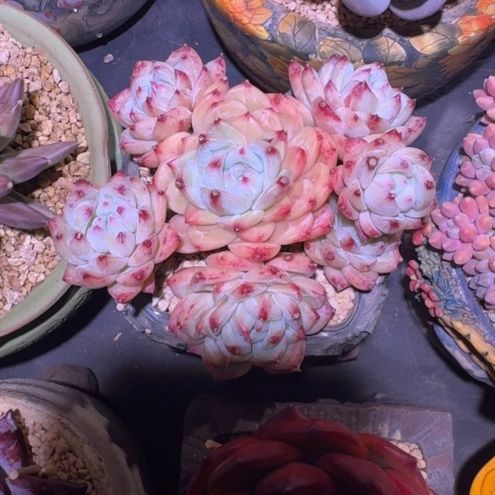 白拉糖 群生 一物一拍