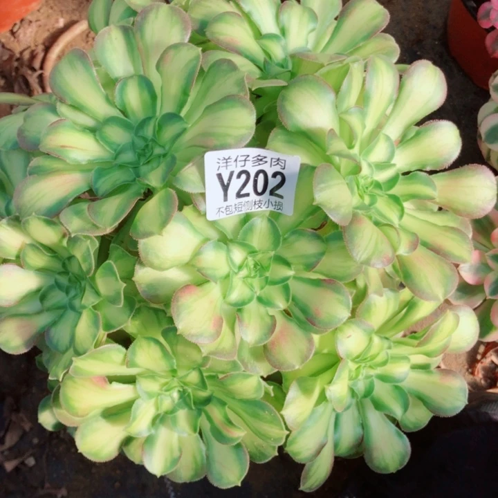 韶华202尺寸30左右2