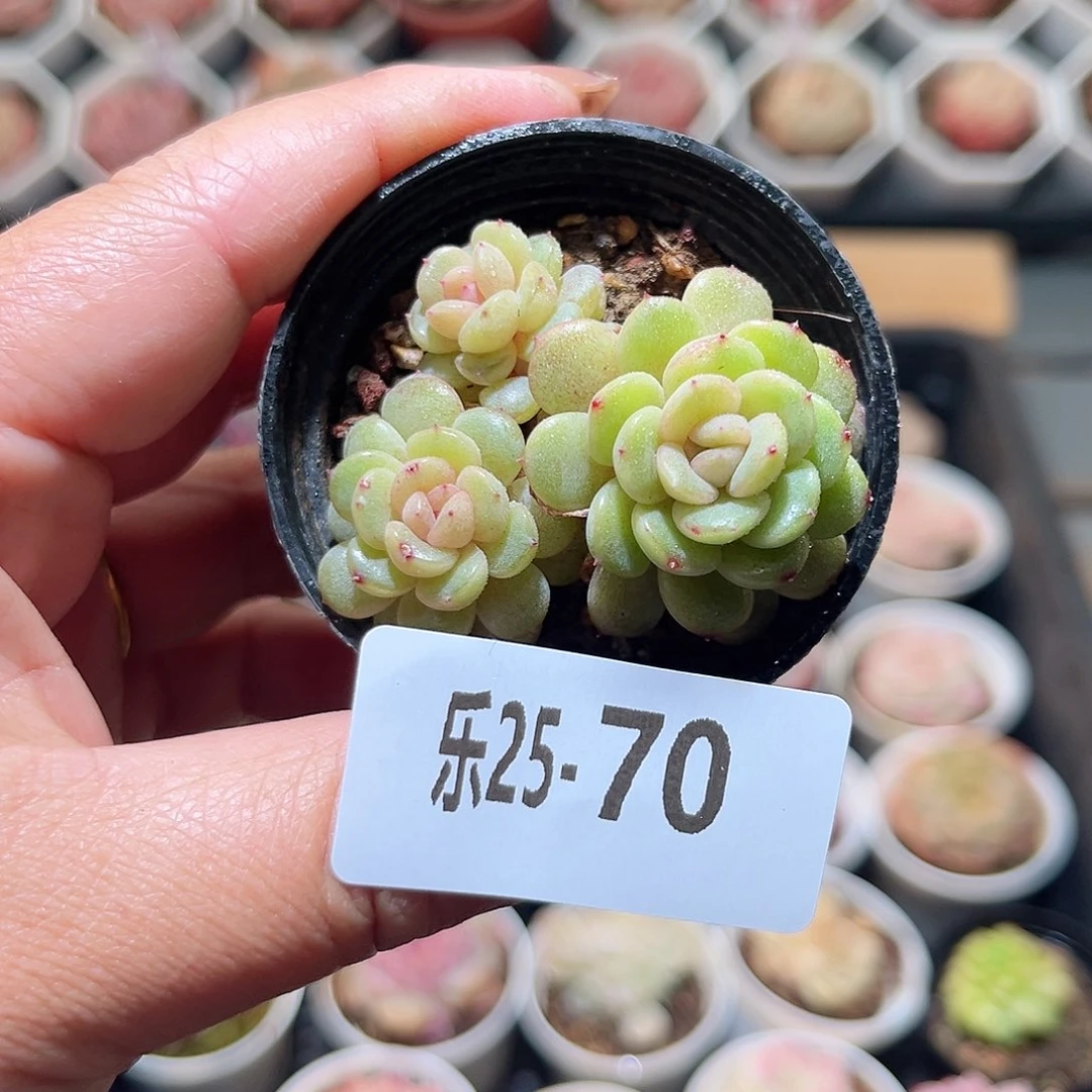 乐25-70 熔金群不包整 