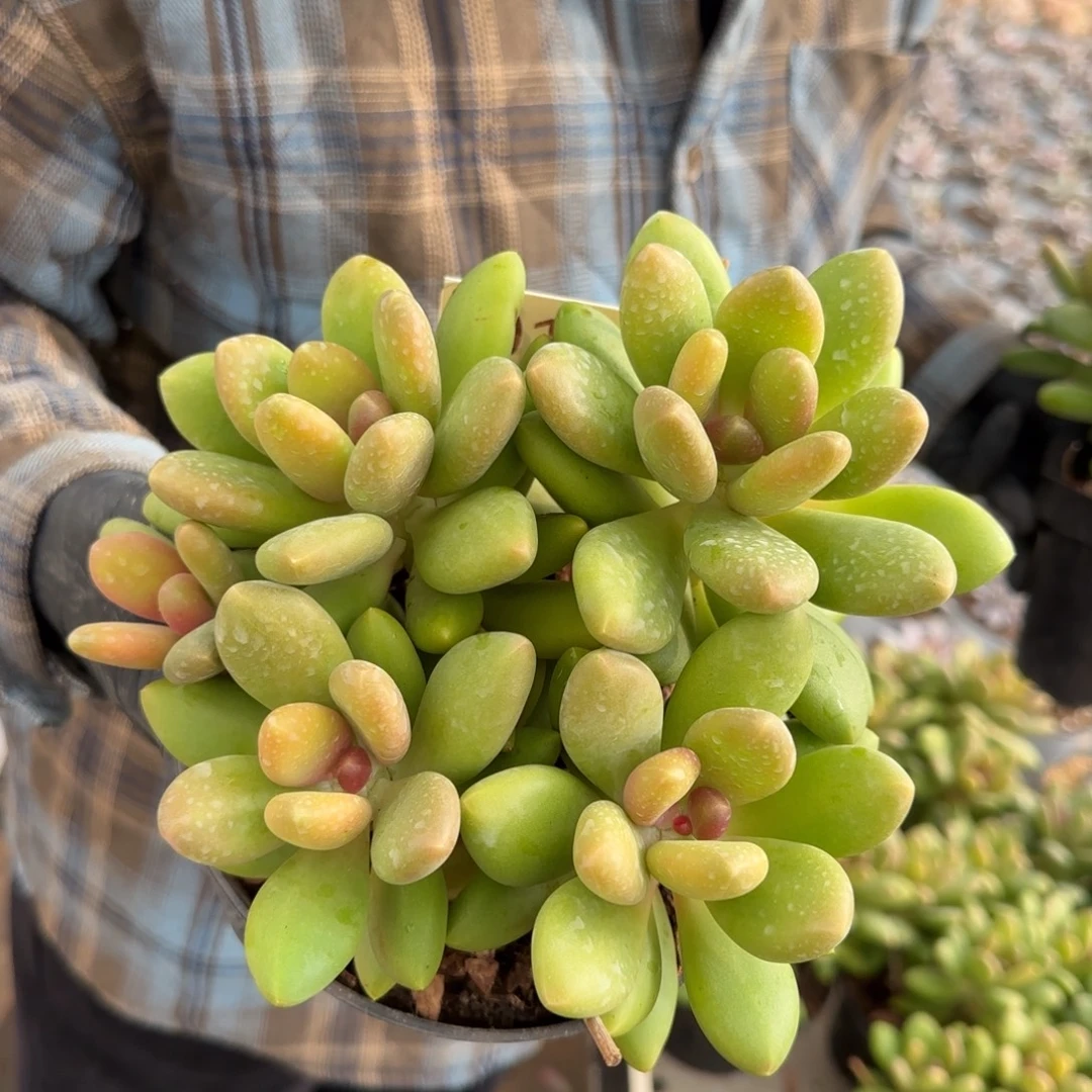 0146。        芒果奶。