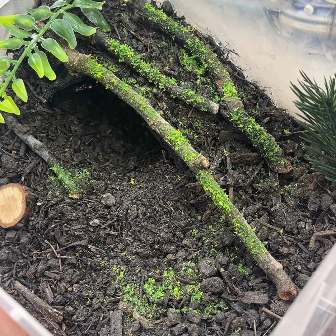 地䖷生态箱➕3冰糖哈哈