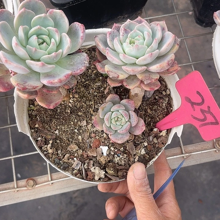 晨语多肉，一物一拍红橙237