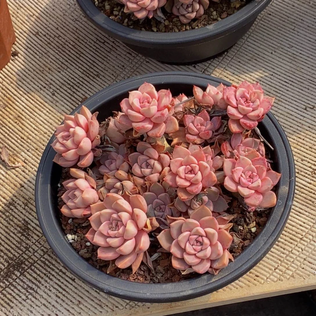 济****店48包邮一物一拍多肉植物