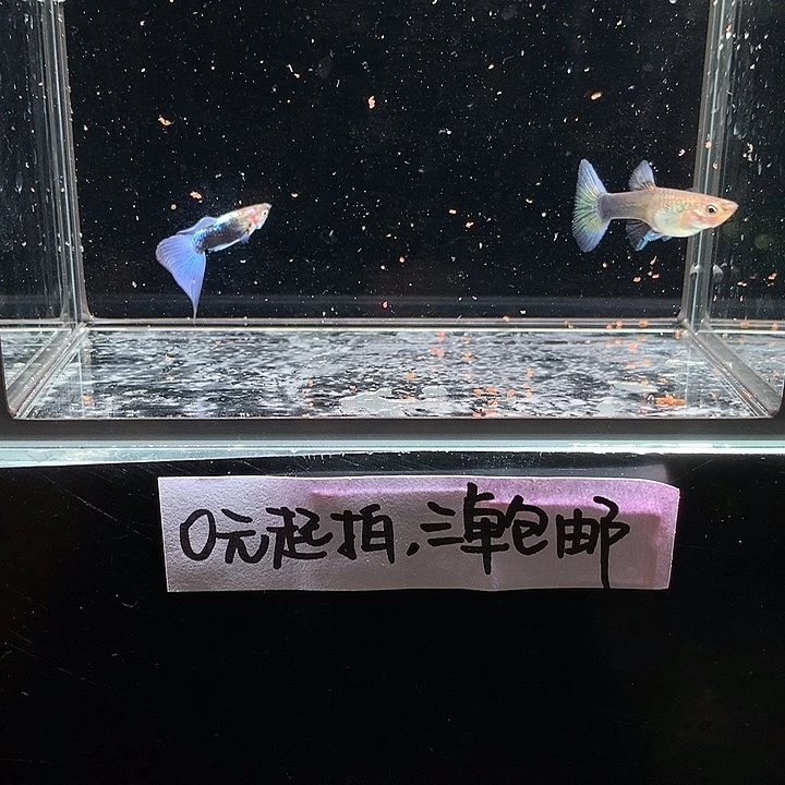 孔雀鱼紫礼服一对