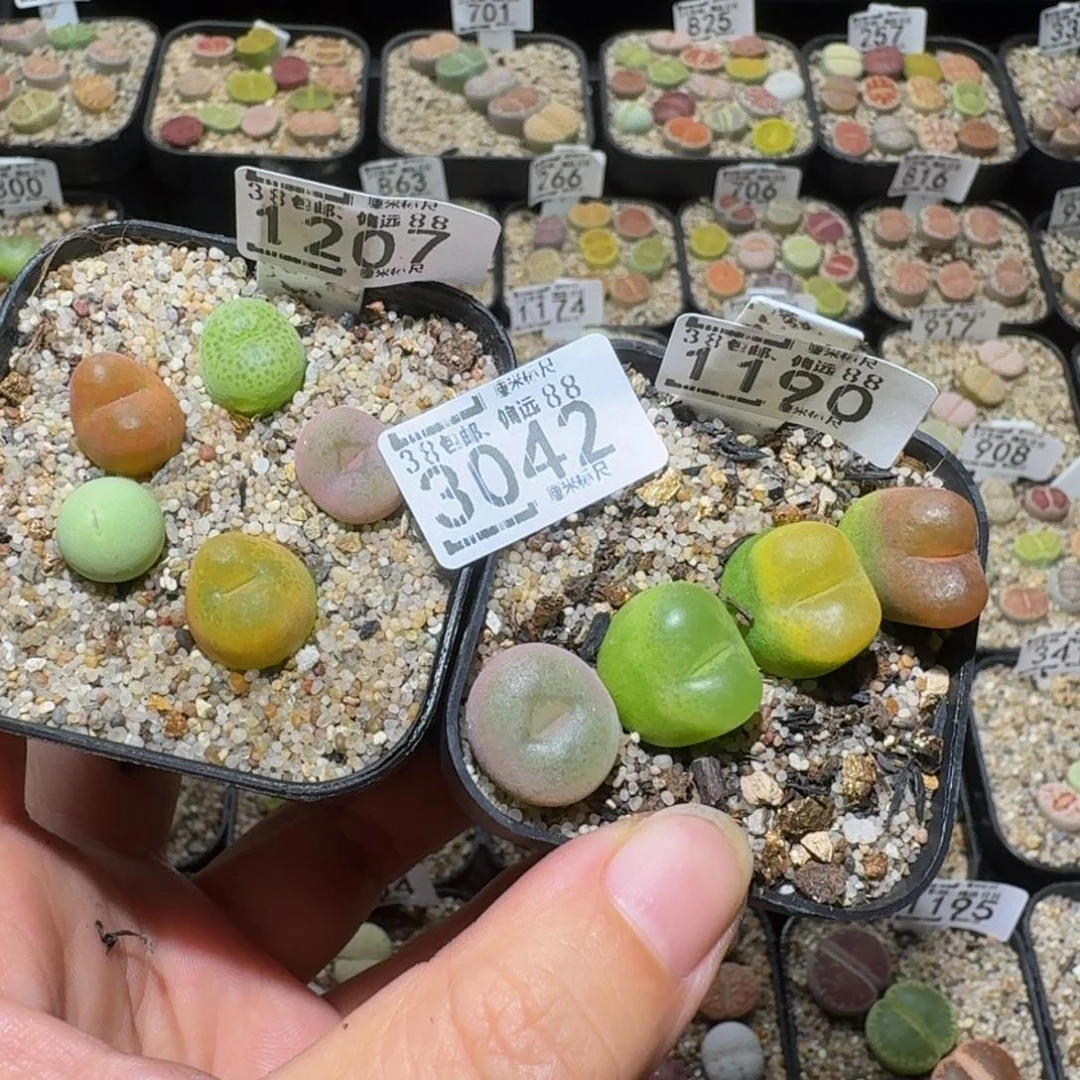 可***可绝绝绝子生石花3042