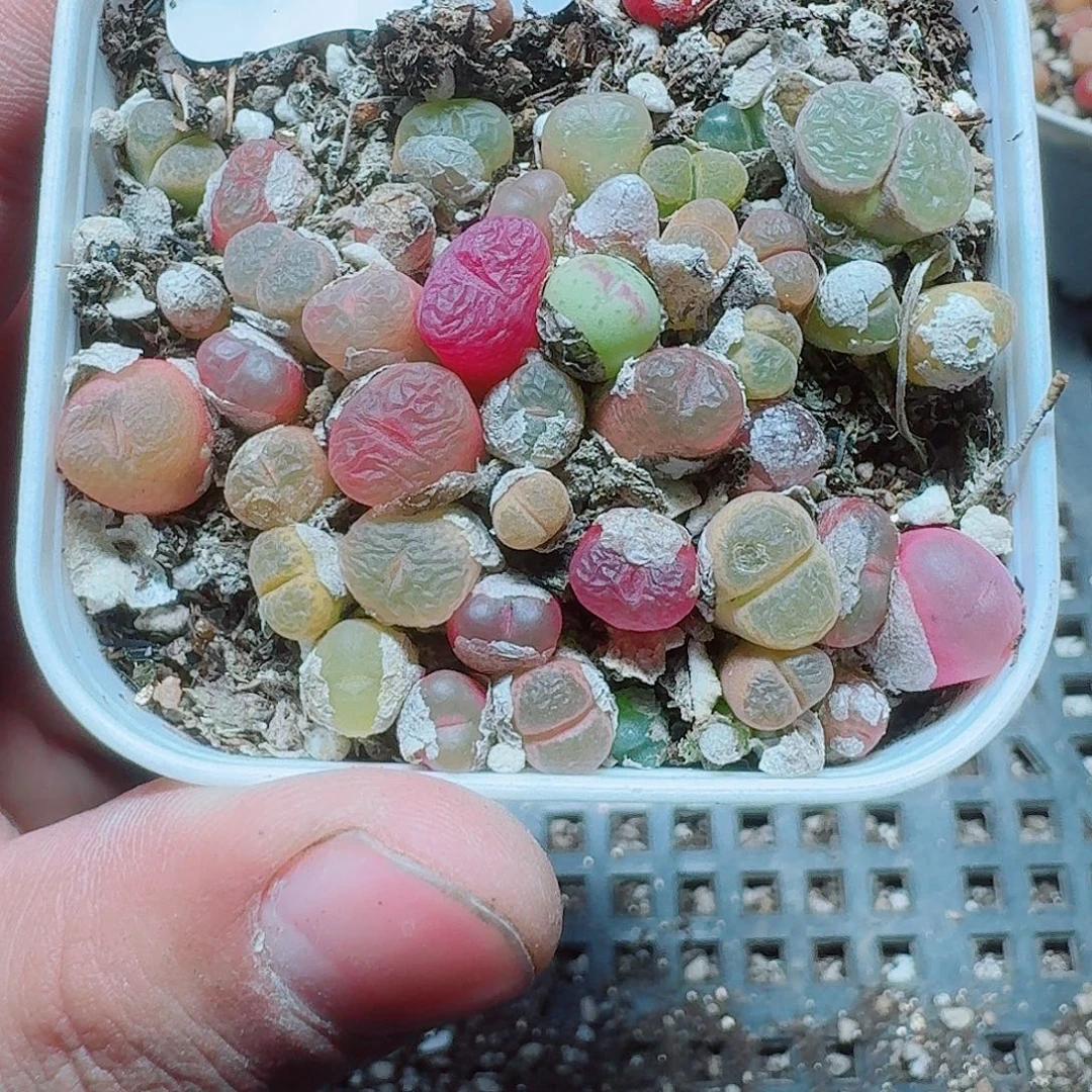 136 多肉植物多肉植物