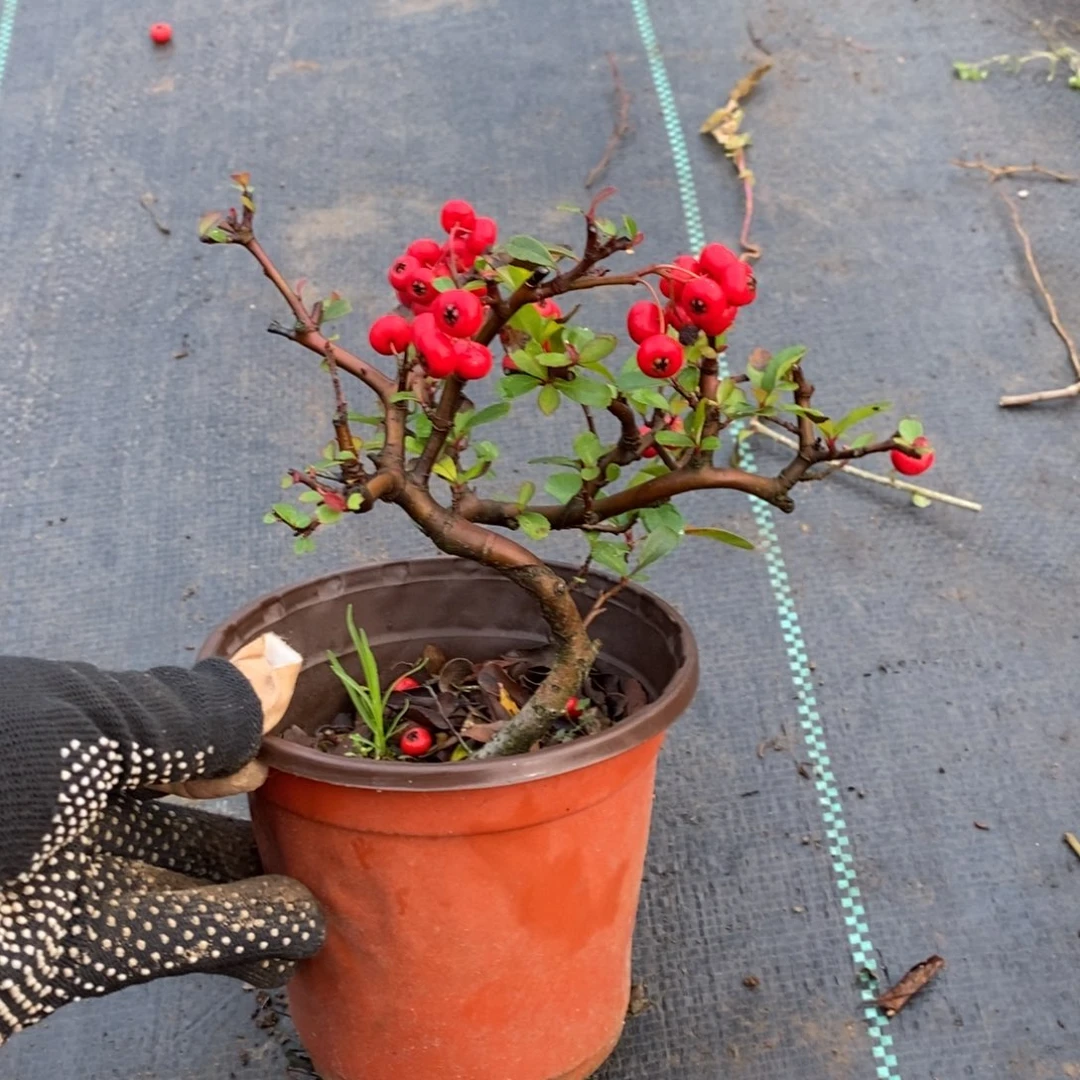 用***8无花朵盆景盆景15