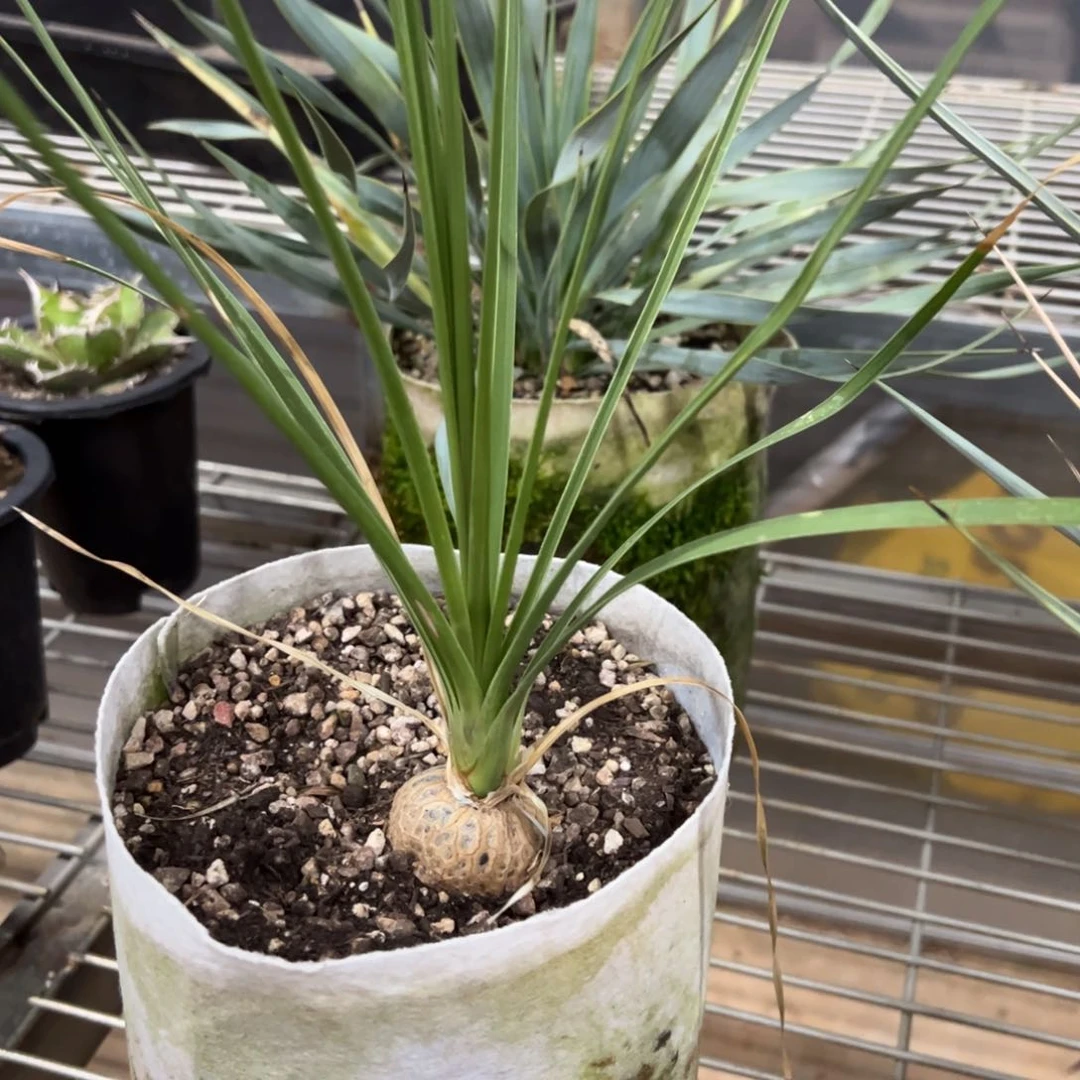 多肉植物超级酒瓶兰