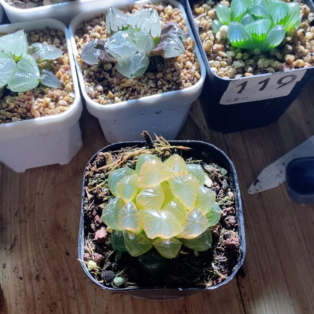 巨大化洛神玉露多肉