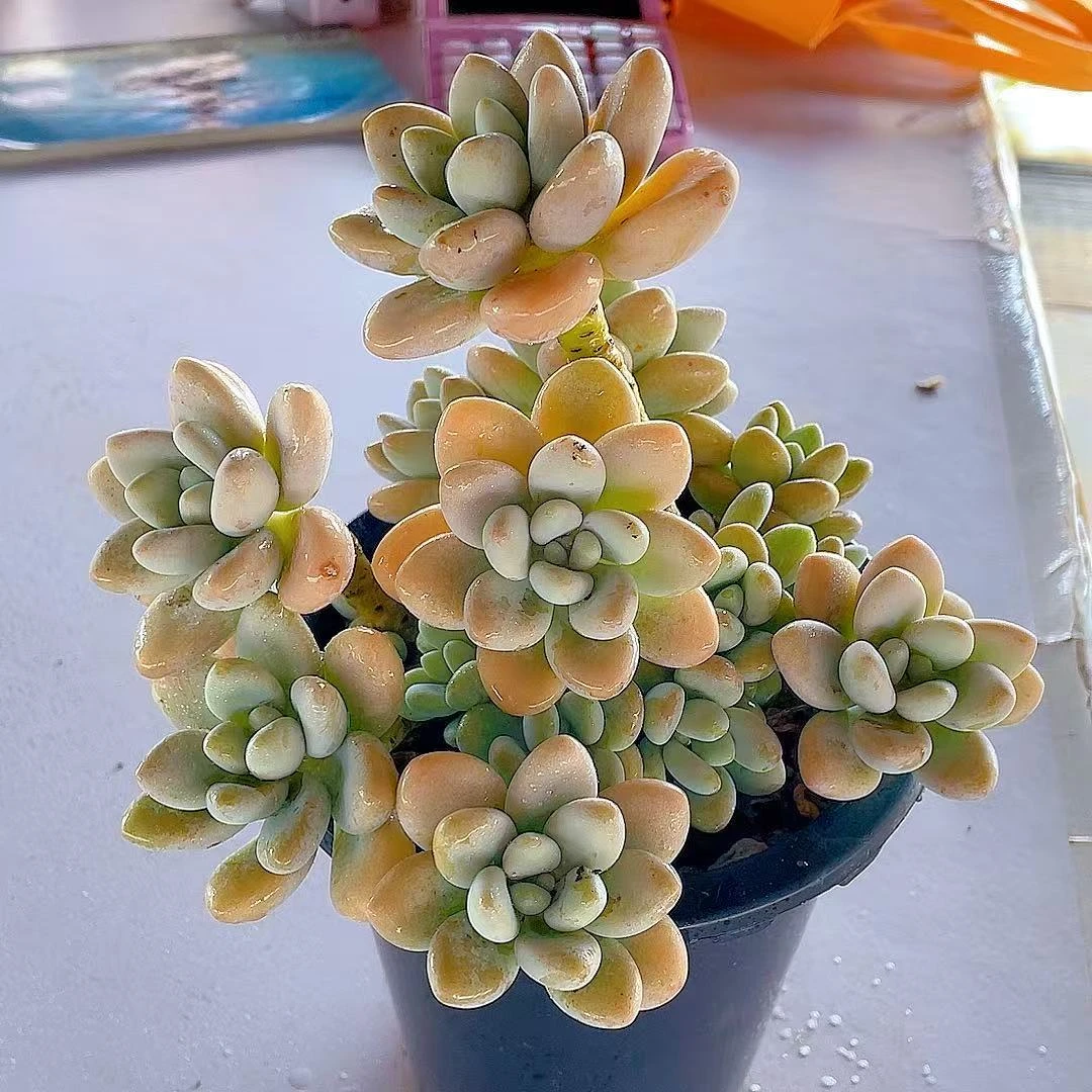 老桩粉洛神【整桩脱土发】两单包邮 多肉植物 好看 好养