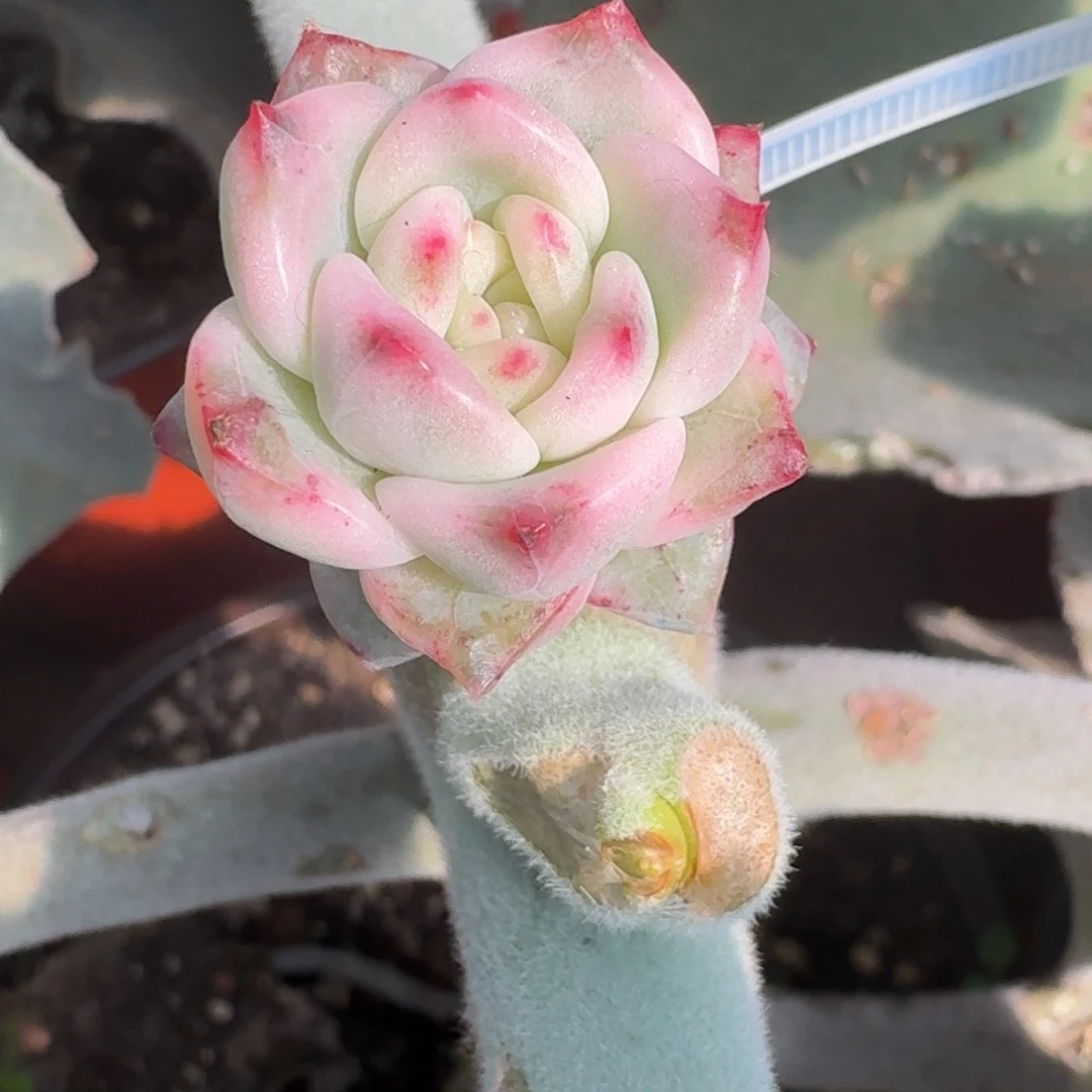 冰月亮锦一物一拍