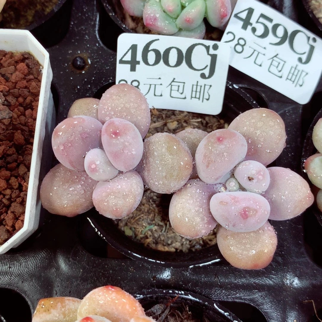 5厘米盆精控多肉460