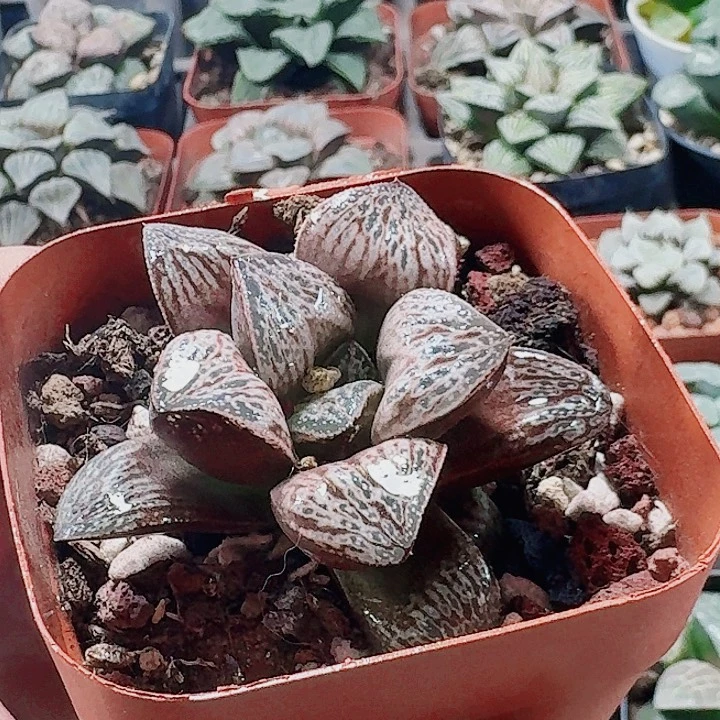 阿***）无花朵十二卷 印加玫瑰福利