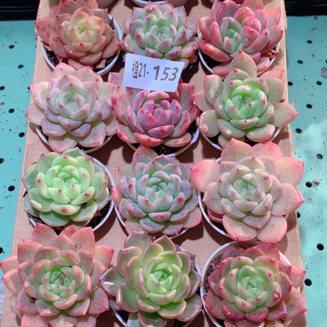 21-153一物一拍多肉带盆18颗