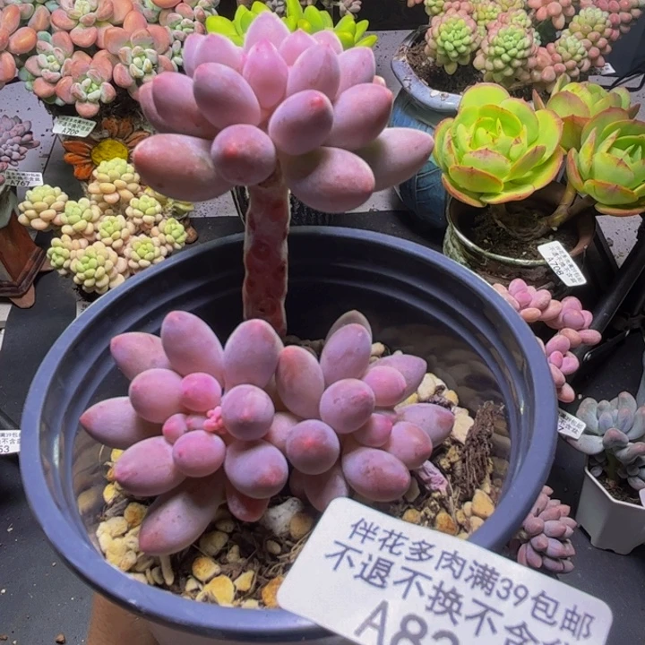 香水手指奶酪826/5cm