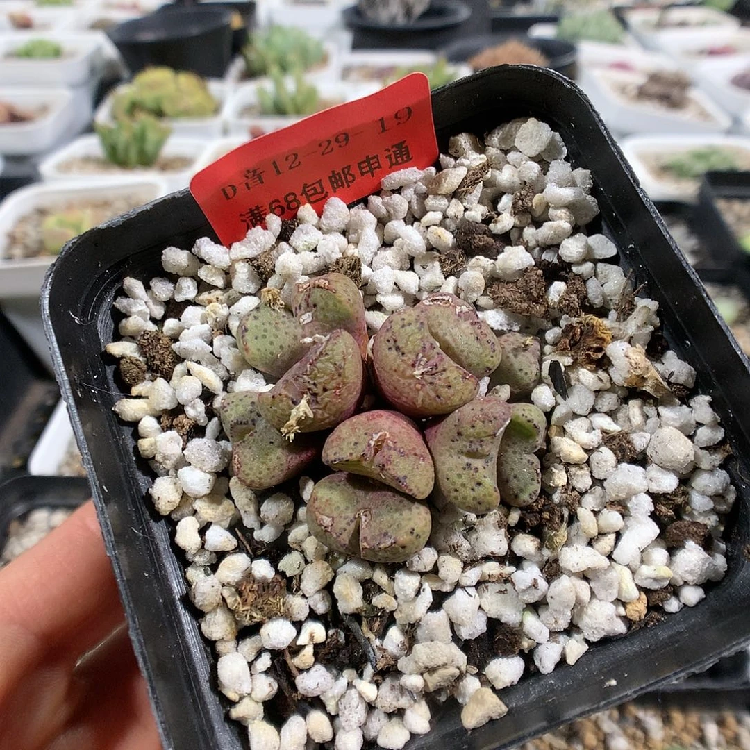 12-29-19.     瑕疵黄豆糕