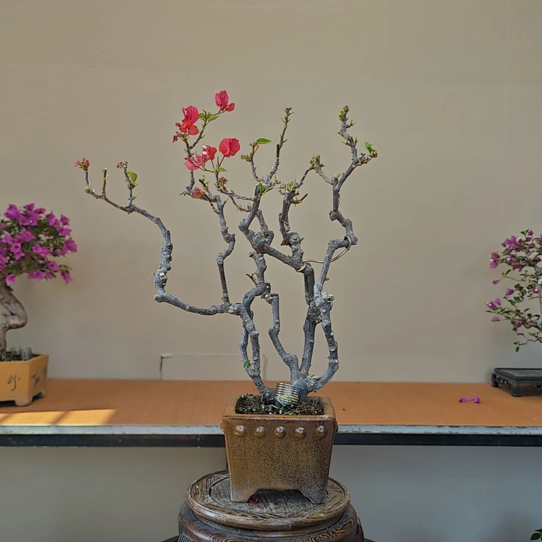 “***美无花朵四季红三角梅盆景