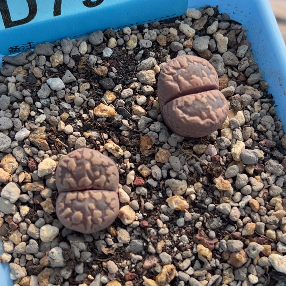 7902紫牙两颗。