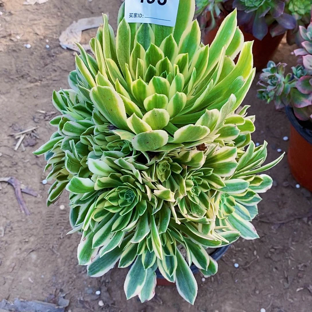 ✨**✨493号碧玉多肉植物