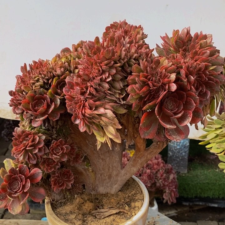 琳琅一颗多肉植物