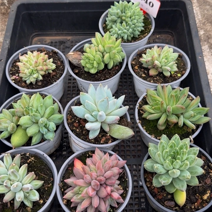 240多肉植物十颗一起