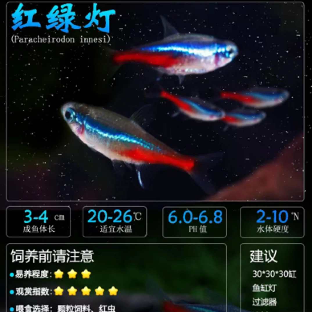 红绿灯 灯课鱼 小型鱼