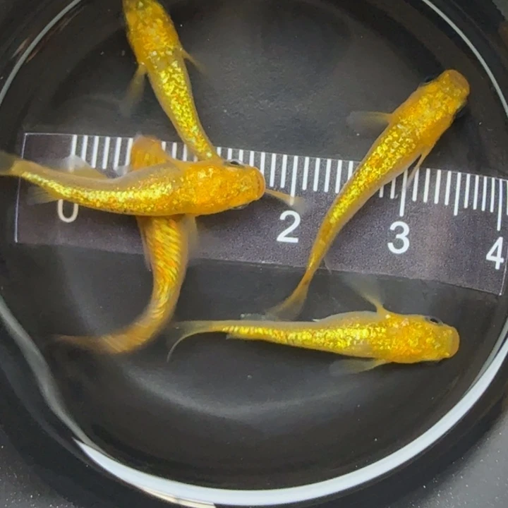 青鳉鱼精品阳光15号