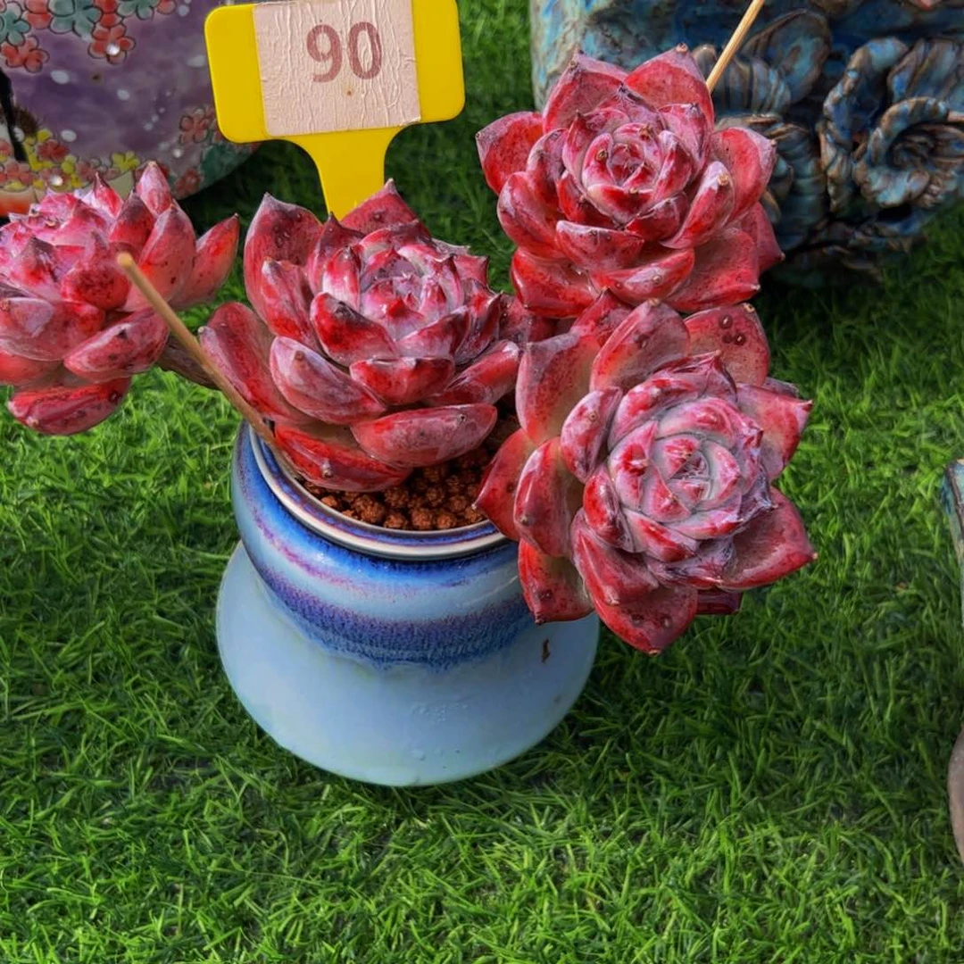 W**?四头老庄黑卡带盆