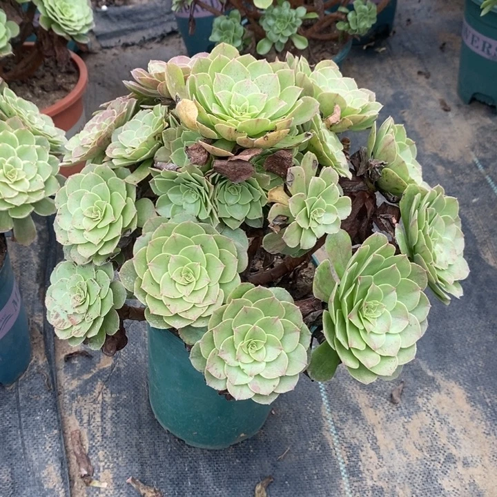 花月夜有断枝多肉植物029