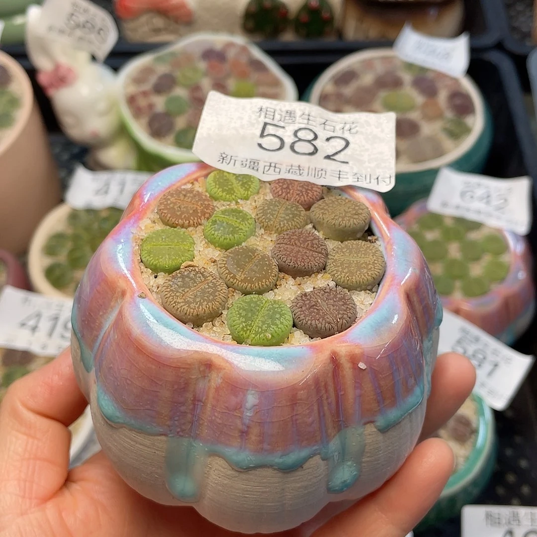 相遇开播福利582