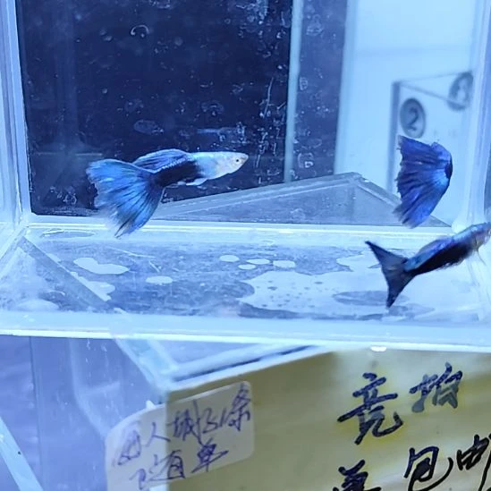 孔雀鱼29蓝礼服公鱼三条