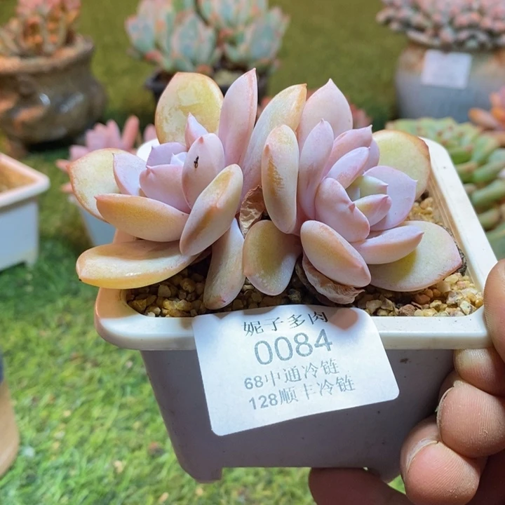 0084啊啊啊啊啊啊啊啊啊