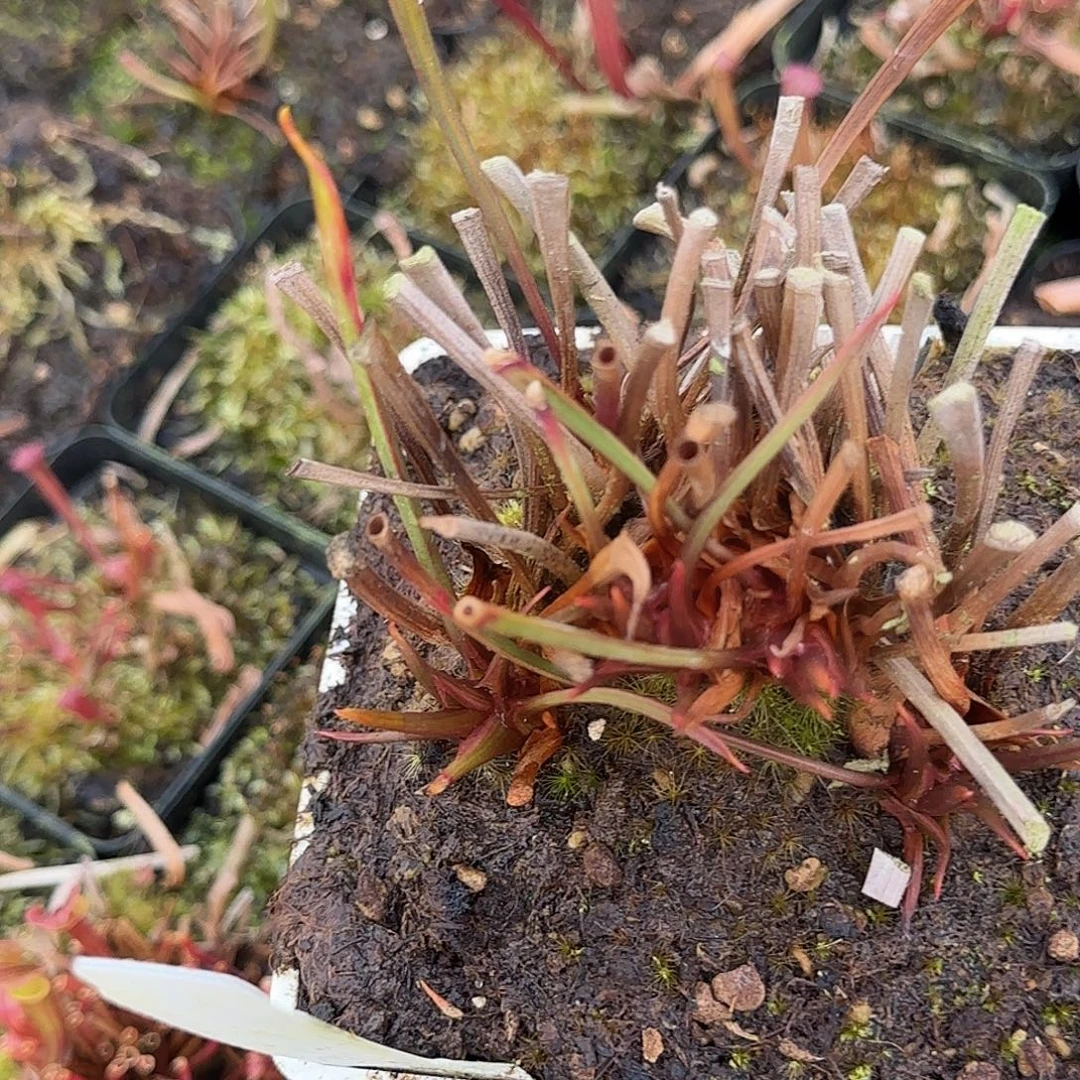 劳***帝无花朵64瓶子草大盆