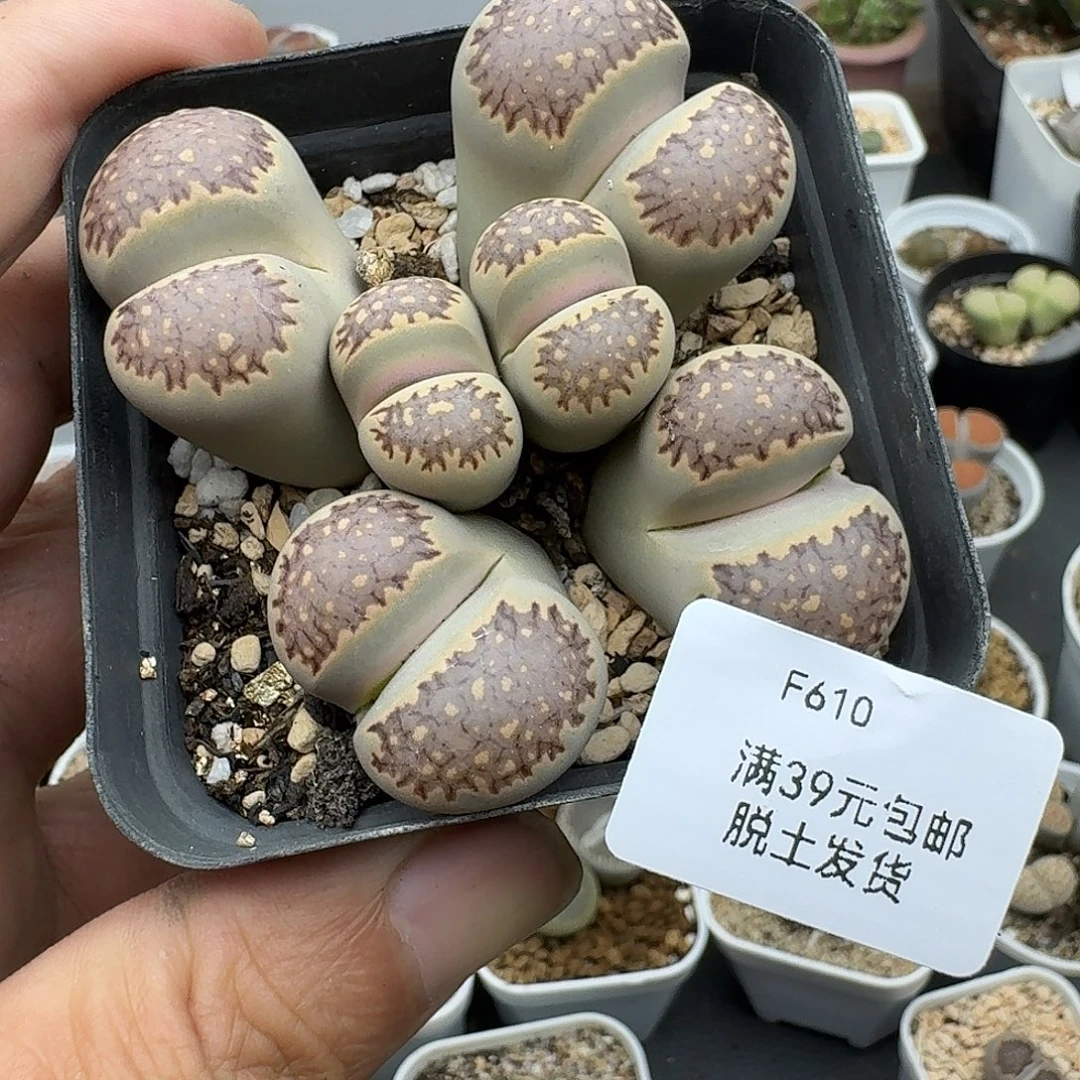 610多肉哈哈哈哈哈哈