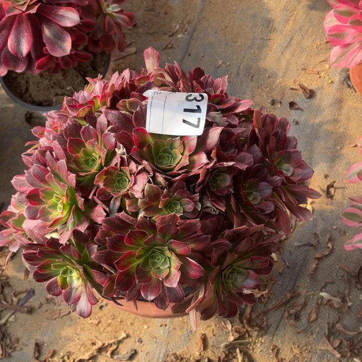 多肉安纳法师317