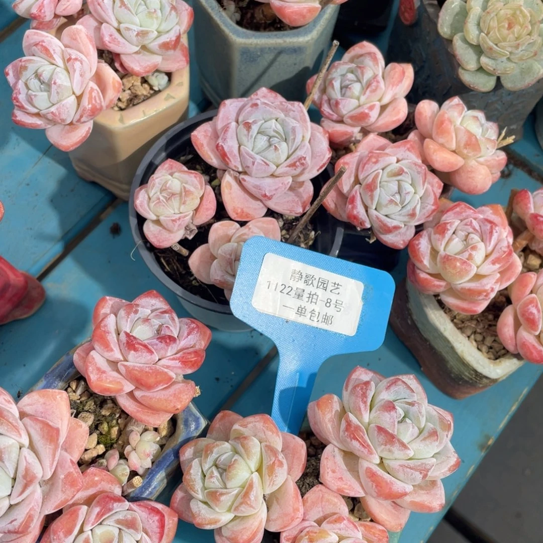 1122-8-飘枝冰玉群一颗量拍