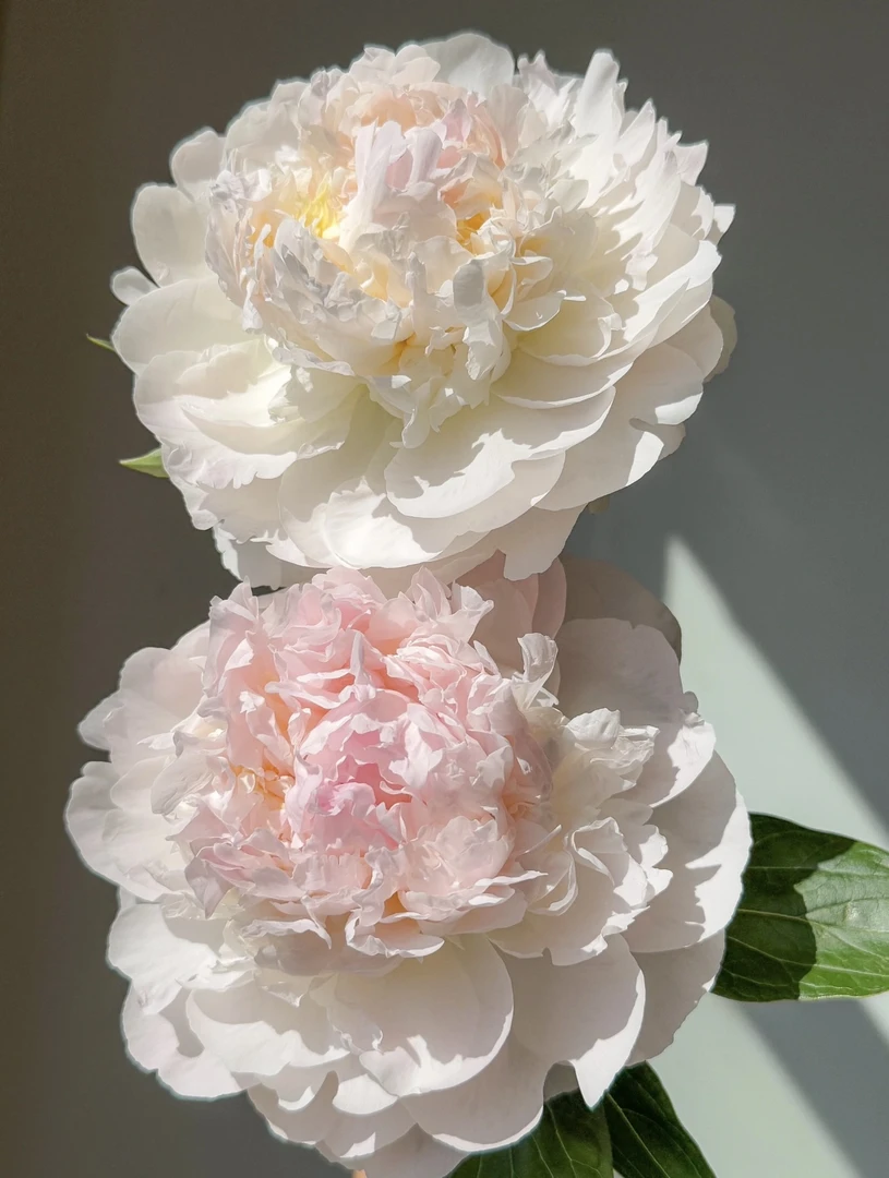 精品【雪纺冻糕】菏泽基地荷兰进口观赏重瓣芍药一年苗对版发货