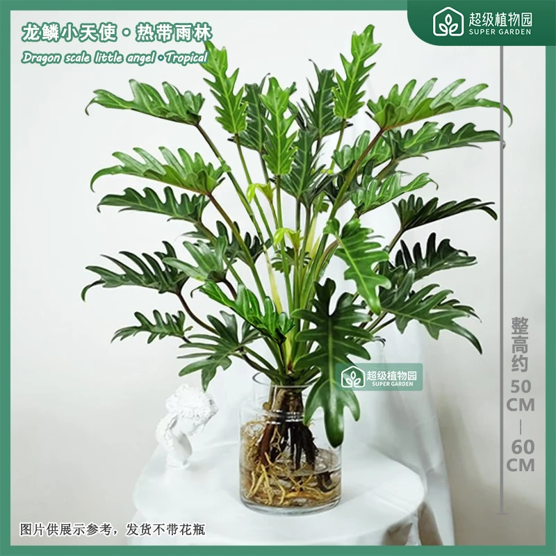 龙鳞小天使热带雨林盆栽室内水培植物客厅净化空气50-60CM不带瓶