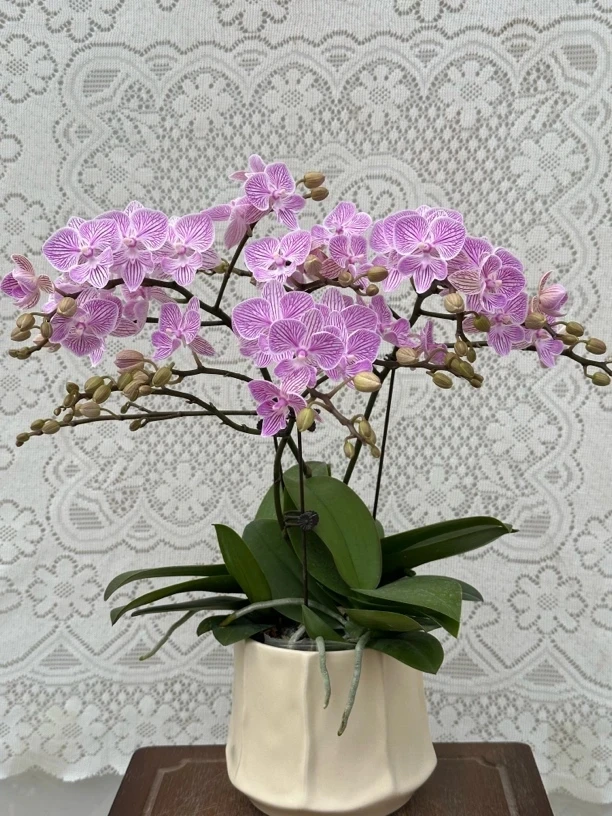 兰馨【樱花】 蝴蝶兰盆栽 懒人花 室内花卉 花期长 好养活植株