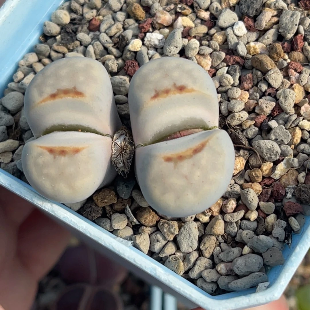 2248双头红唇一颗