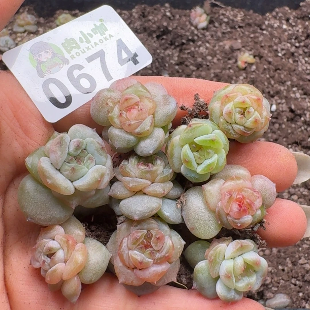 多肉植物多肉植物