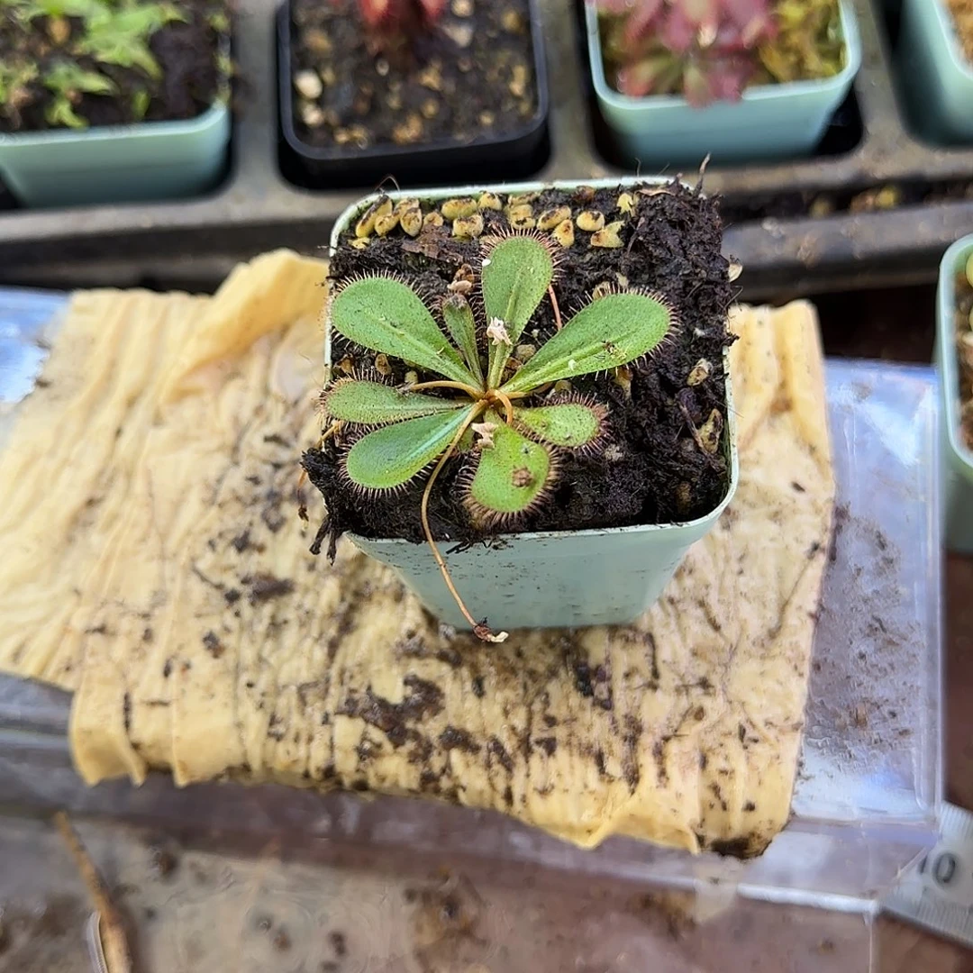 完全开放球根茅膏菜