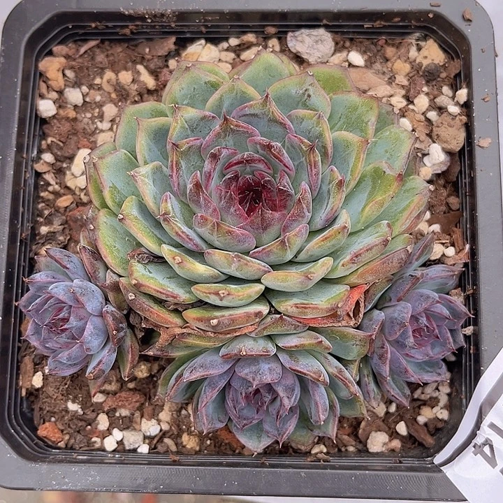 蓝色妖姬2114多肉植物