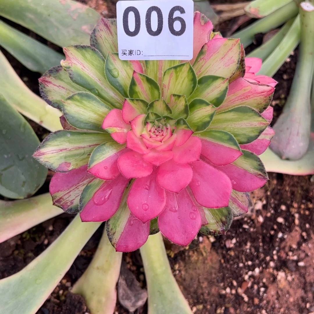 精品多肉植物006