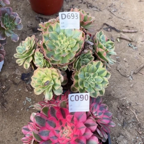 多肉植物玉姿倾成