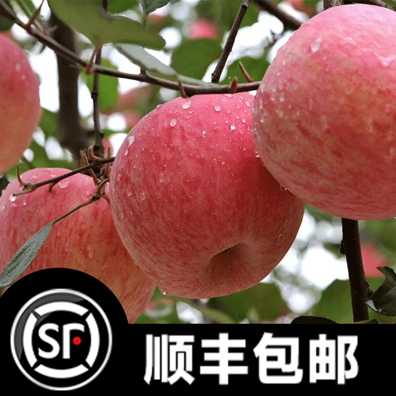 【顺丰包邮】陕西洛川红富士苹果4.5斤/8.5斤脆甜多汁新鲜水果【ZB】