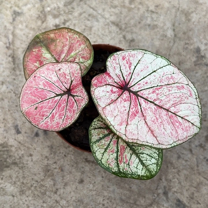 86-1230彩叶芋广东现货