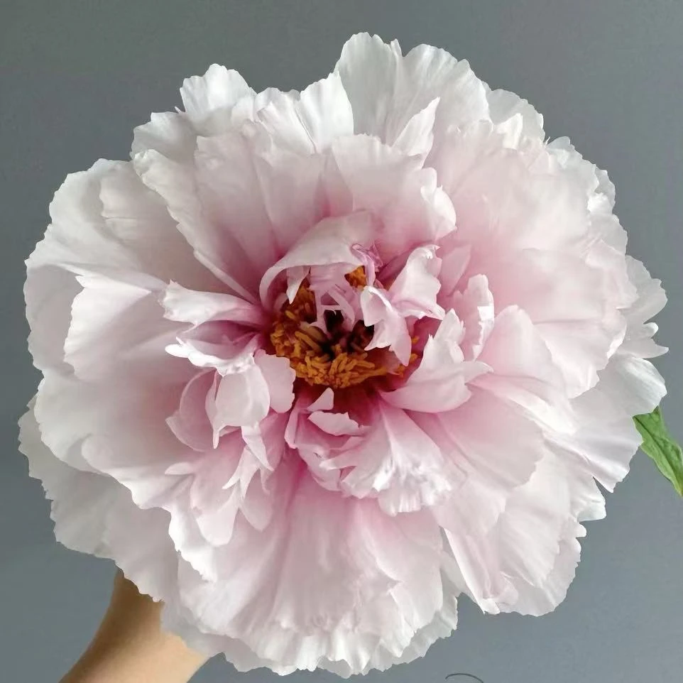观赏牡丹【雪映桃花】基地直发