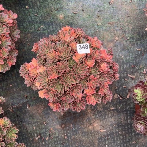 ༀ***ༀ348甜茶朵朵多肉，