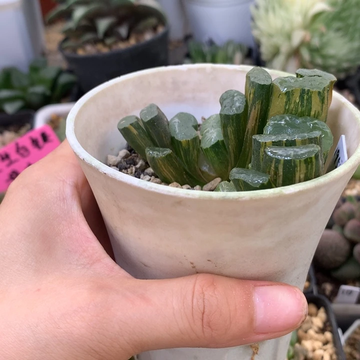 逆***逆长乐玉扇锦daiernvtopmrks